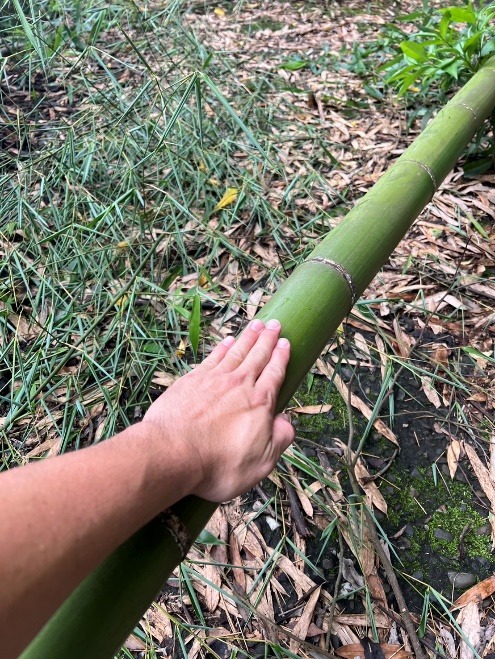 新鮮竹材