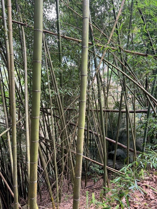 陡坡竹林